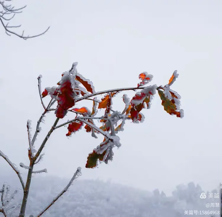 雪凝